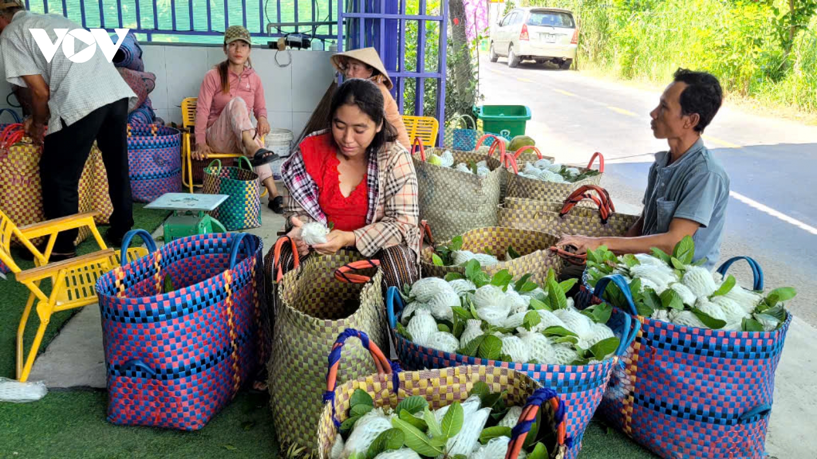 Vườn cây ăn trái của huyện Cái Bè, Tiền Giang tăng cao