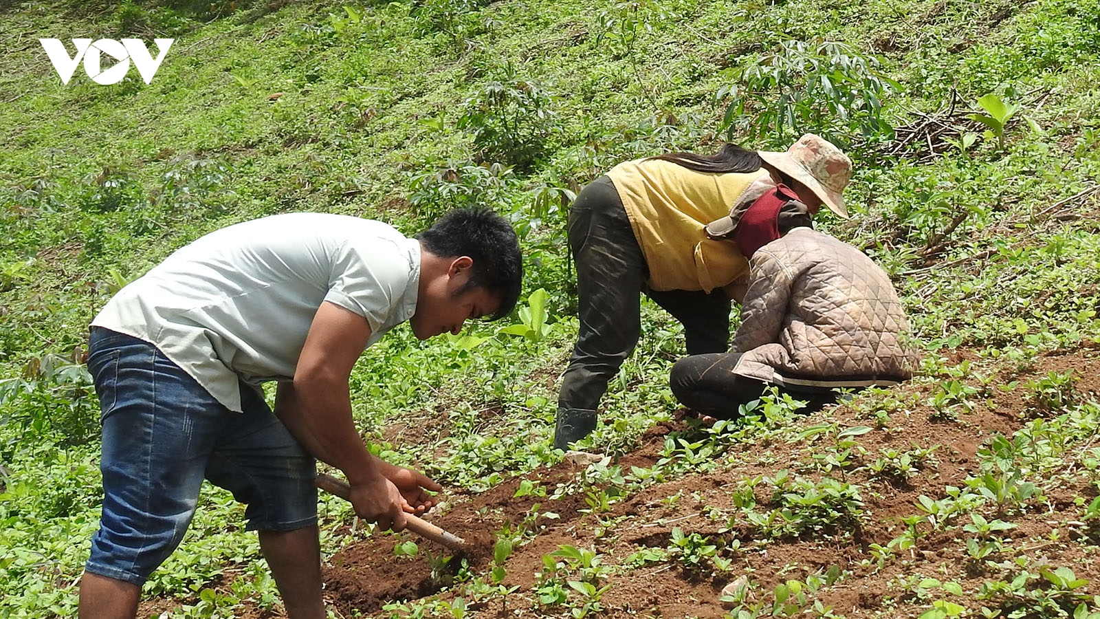 Phát triển cây dược liệu, chìa khoá thoát nghèo của người Xơ Đăng