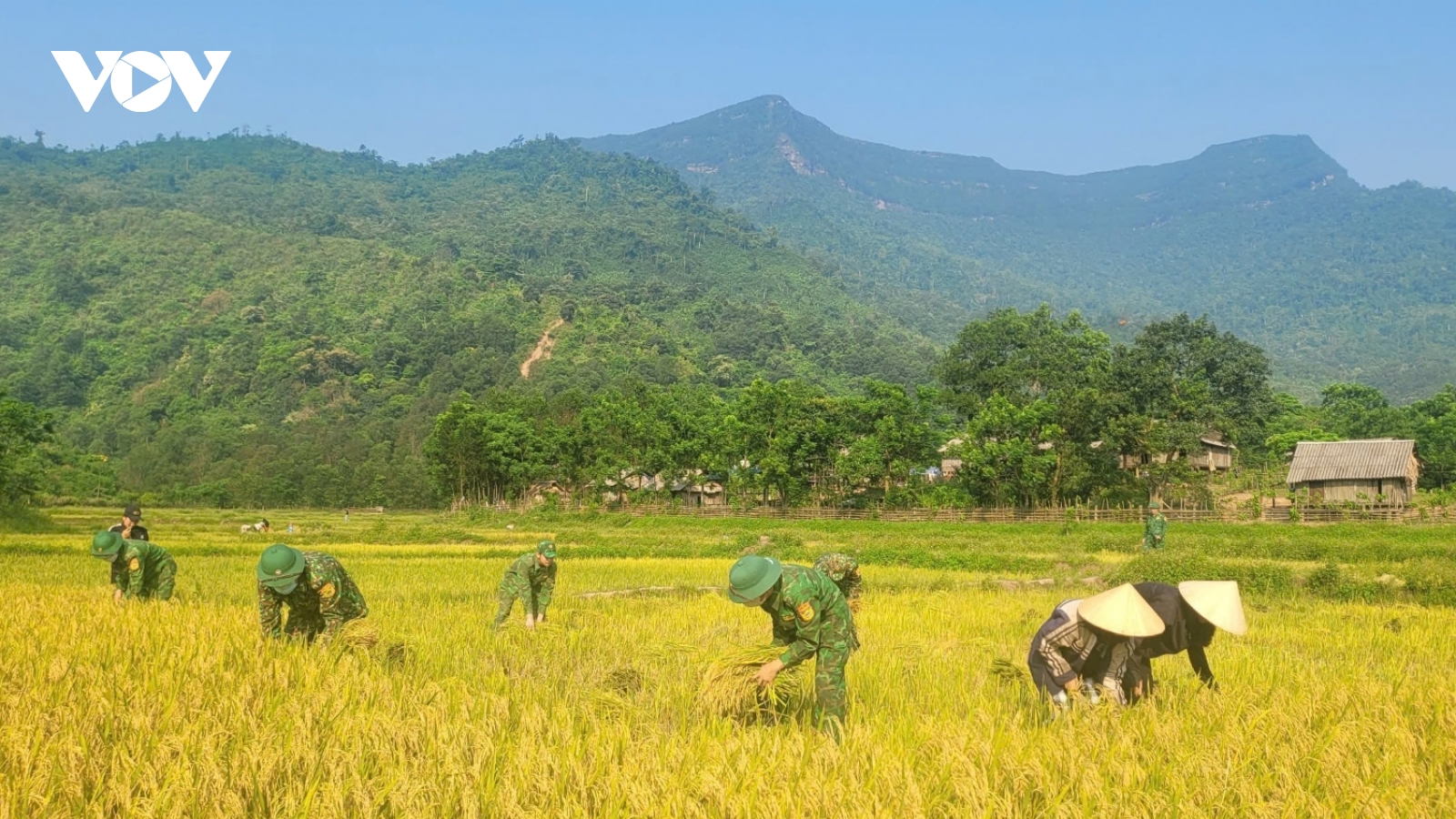 Gieo hạt ngọc, gặt ấm no trên đỉnh Giăng Màn