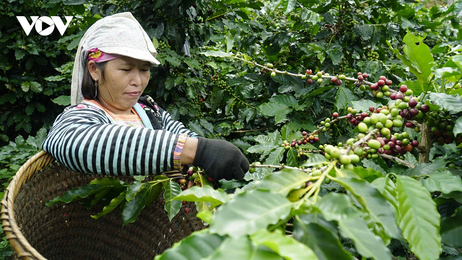 Phụ nữ Điện Biên khẳng định vị thế, tiên phong trong phát triển kinh tế