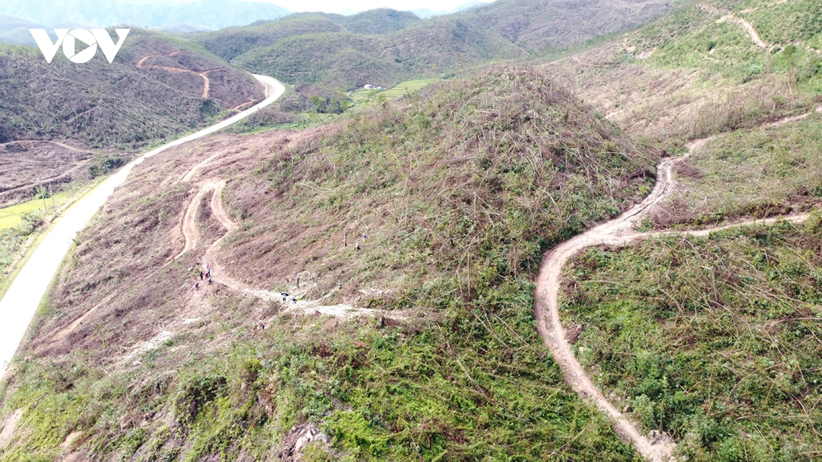 Người trồng rừng trước nguy cơ tái nghèo