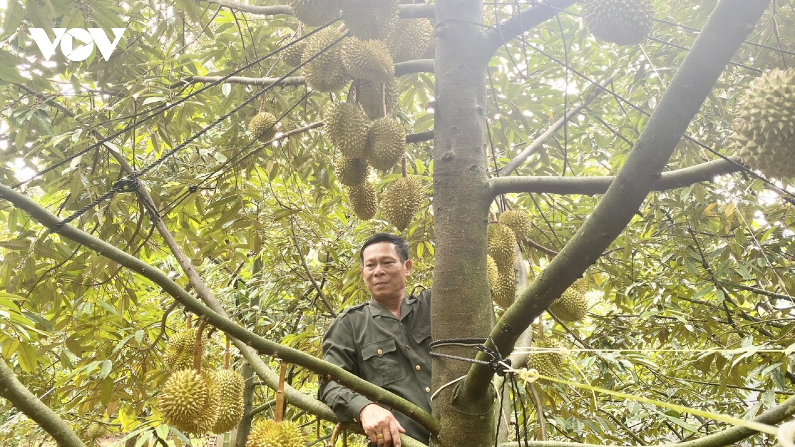 Nông dân Đắk Lắk thí điểm ứng dụng công nghệ thông minh vào sản xuất sầu riêng