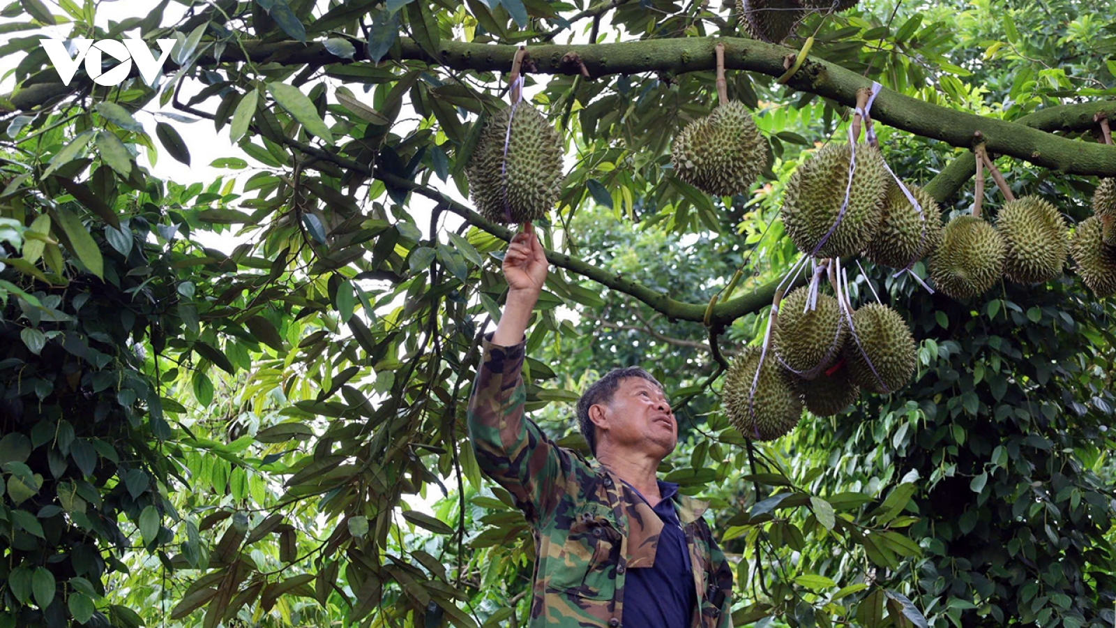 Đắk Lắk có thêm một huyện được công nhận nhãn hiệu sầu riêng tập thể