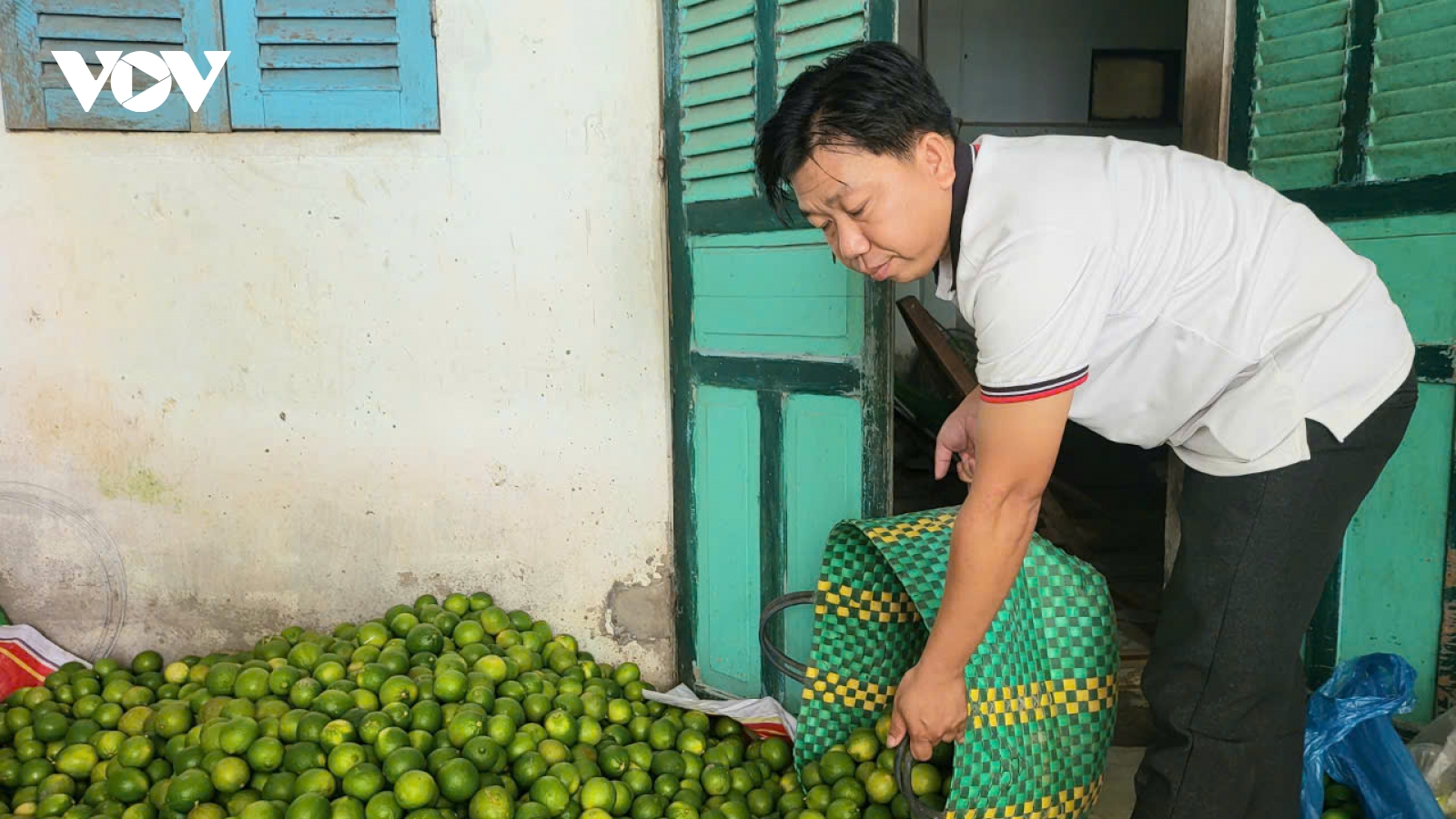 Nông dân trồng chanh không hạt có lợi nhuận thấp do giá giảm sâu