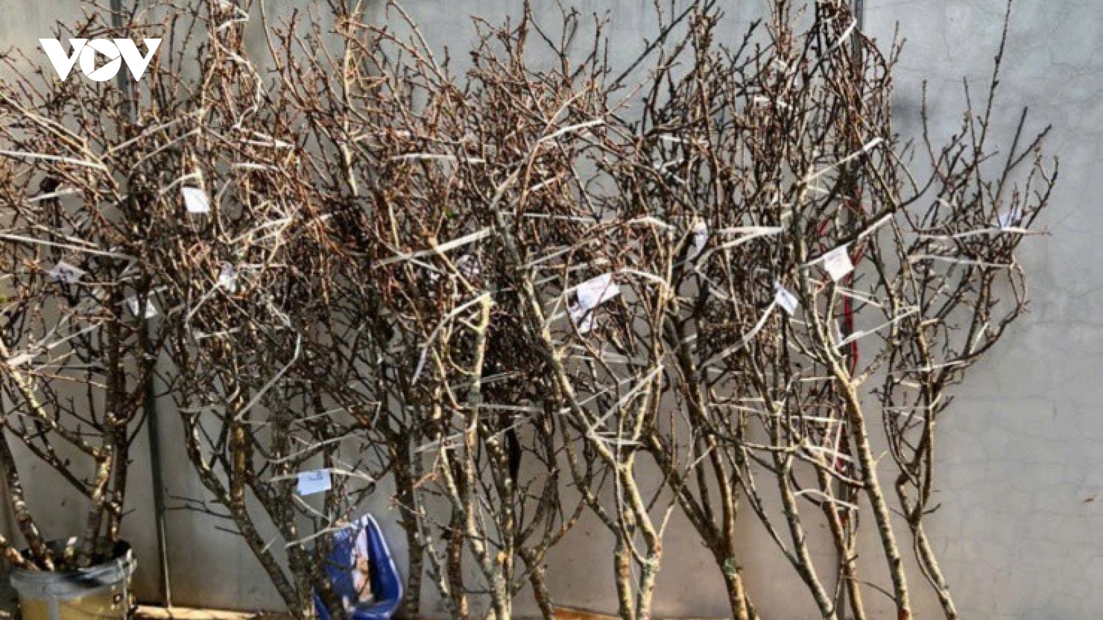 Hoa mận Tây Bắc xuống phố, khách hàng đua nhau mua về chơi Tết sớm