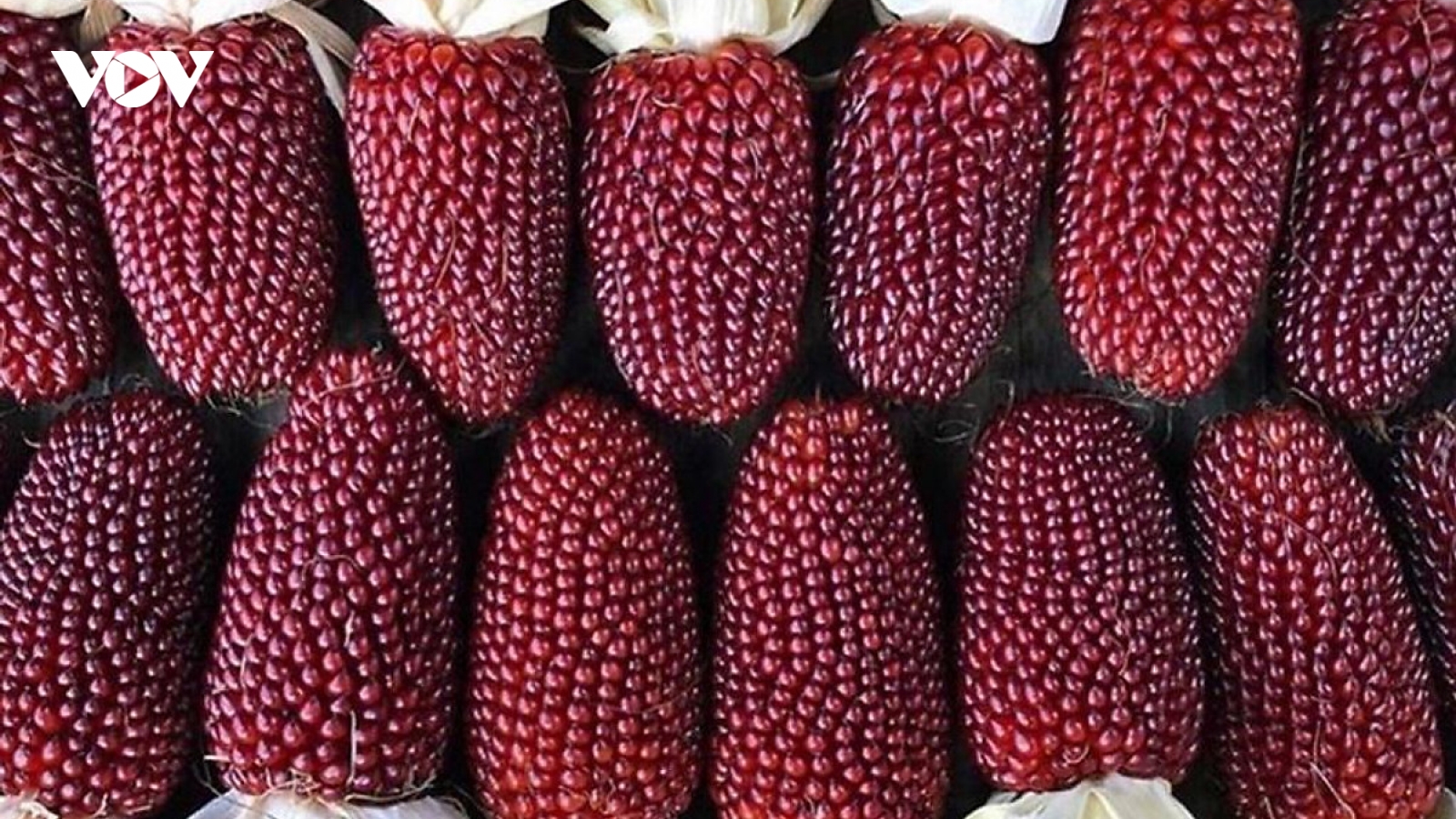 Ngô lai dâu tây giống như sản phẩm của AI, bán đắt như tôm tươi