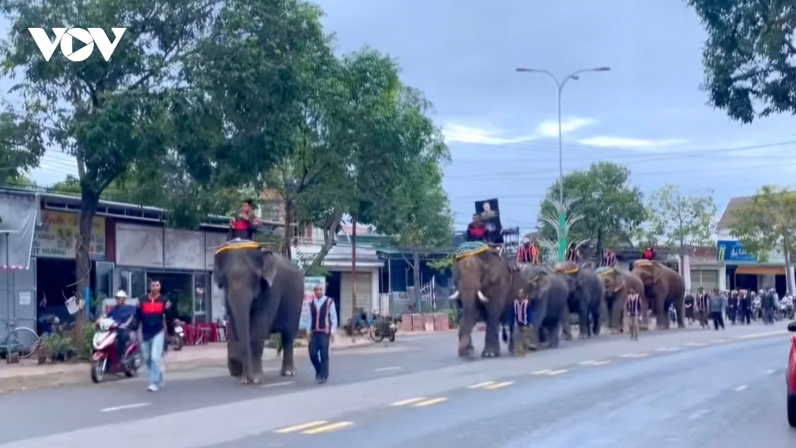 Đàn voi nhà ở Đắk Lắk tiễn biệt “Vua voi” Tây Nguyên