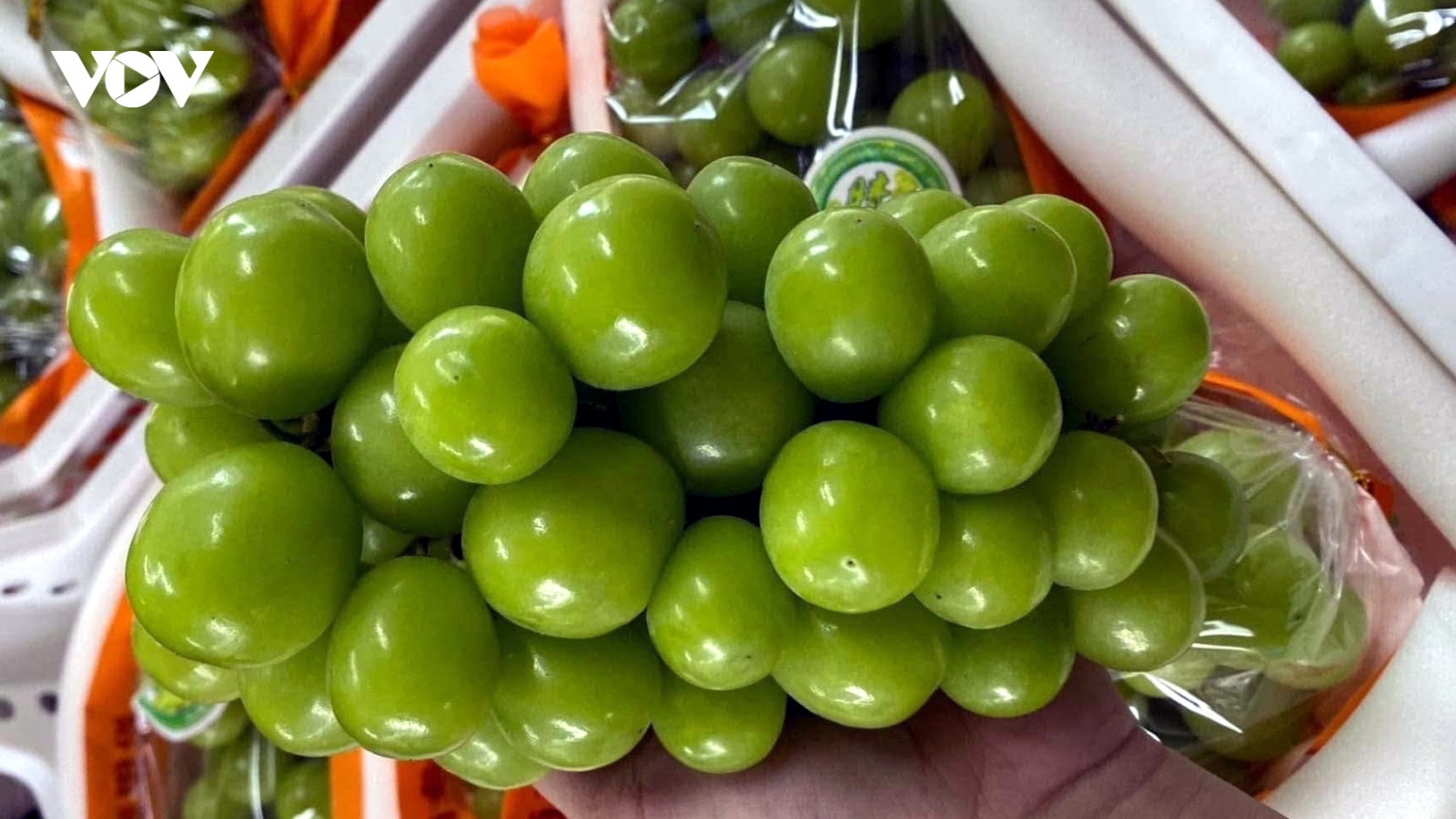 Giá nho Trung Quốc rẻ không tưởng ở chợ đầu mối