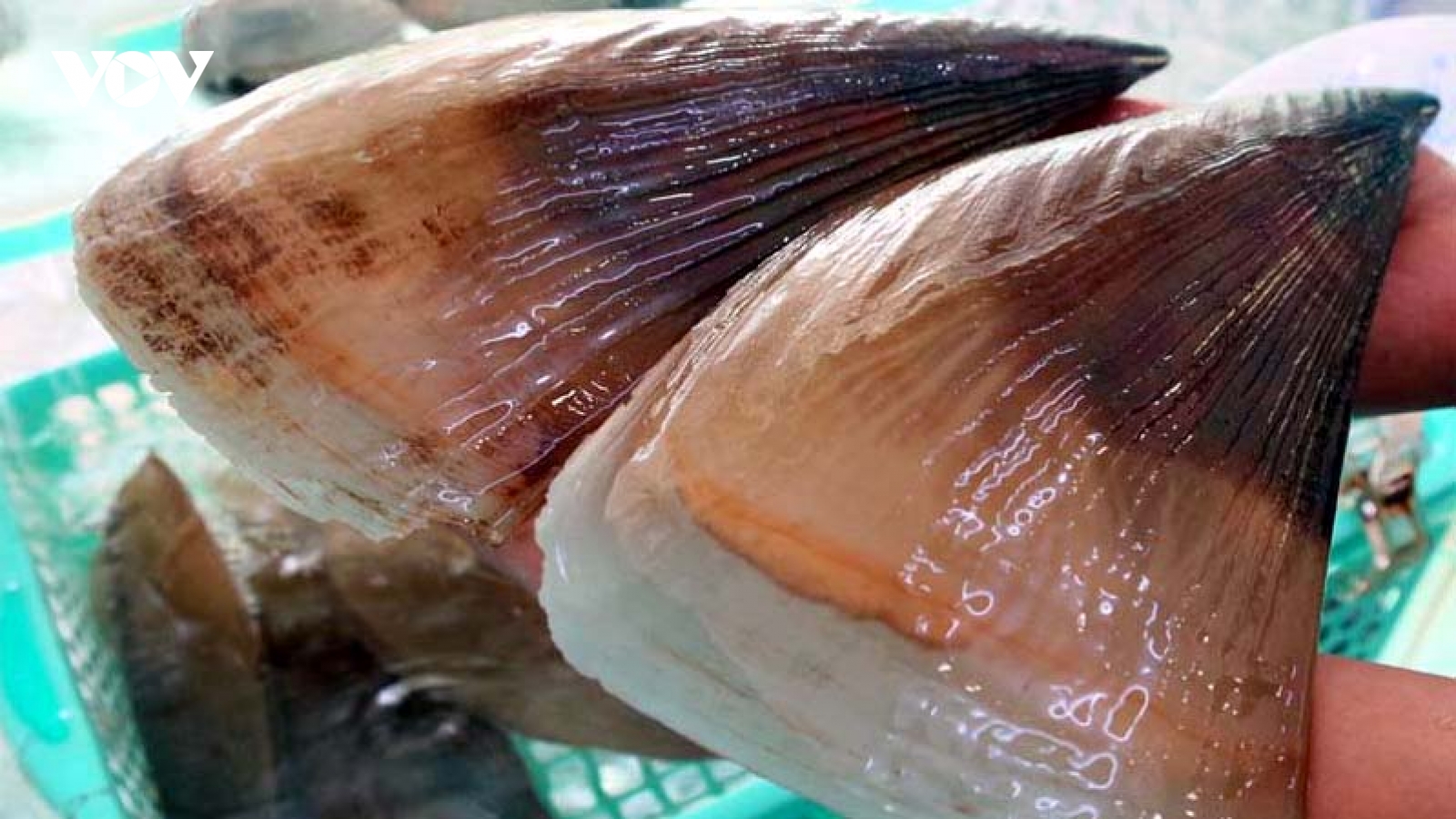 Đặc sản xưa giá rẻ như cho nay được bán 400.000 đồng/kg