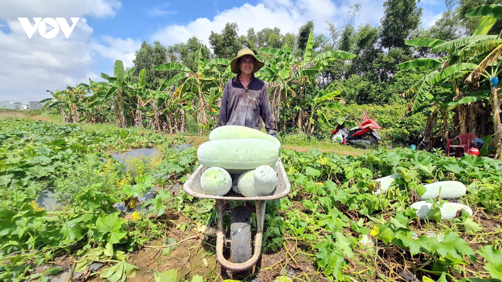 Nông dân Hậu Giang trồng bí đao bung thu lợi nhuận cao