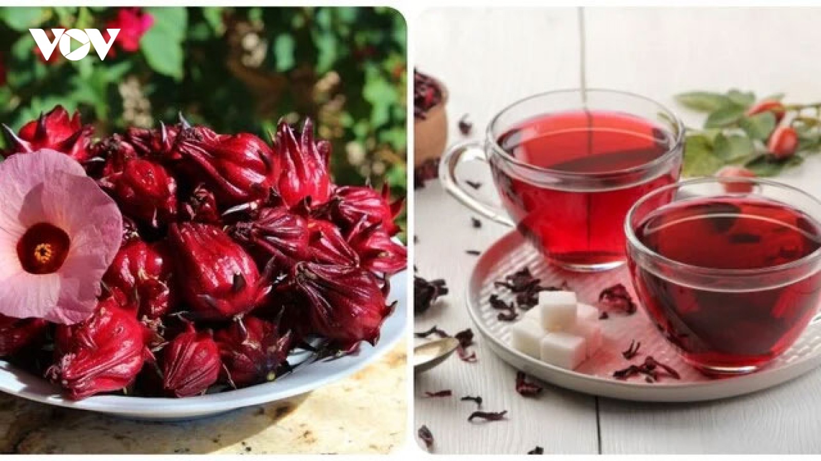 Các bài thuốc chữa bệnh từ cây bụp giấm
