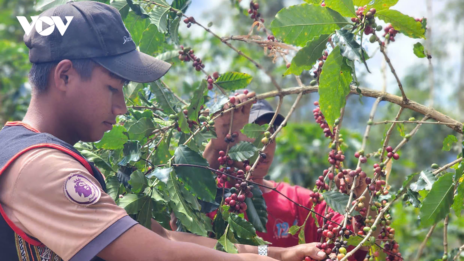 Giá cà phê hôm nay 16/3: Cà phê thế giới giảm mạnh