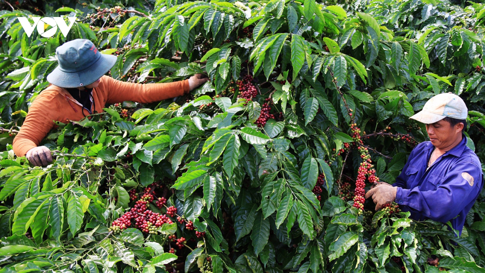 Giá cà phê hôm nay 24/6: Giá cà phê Robusta và Arabica tăng trở lại