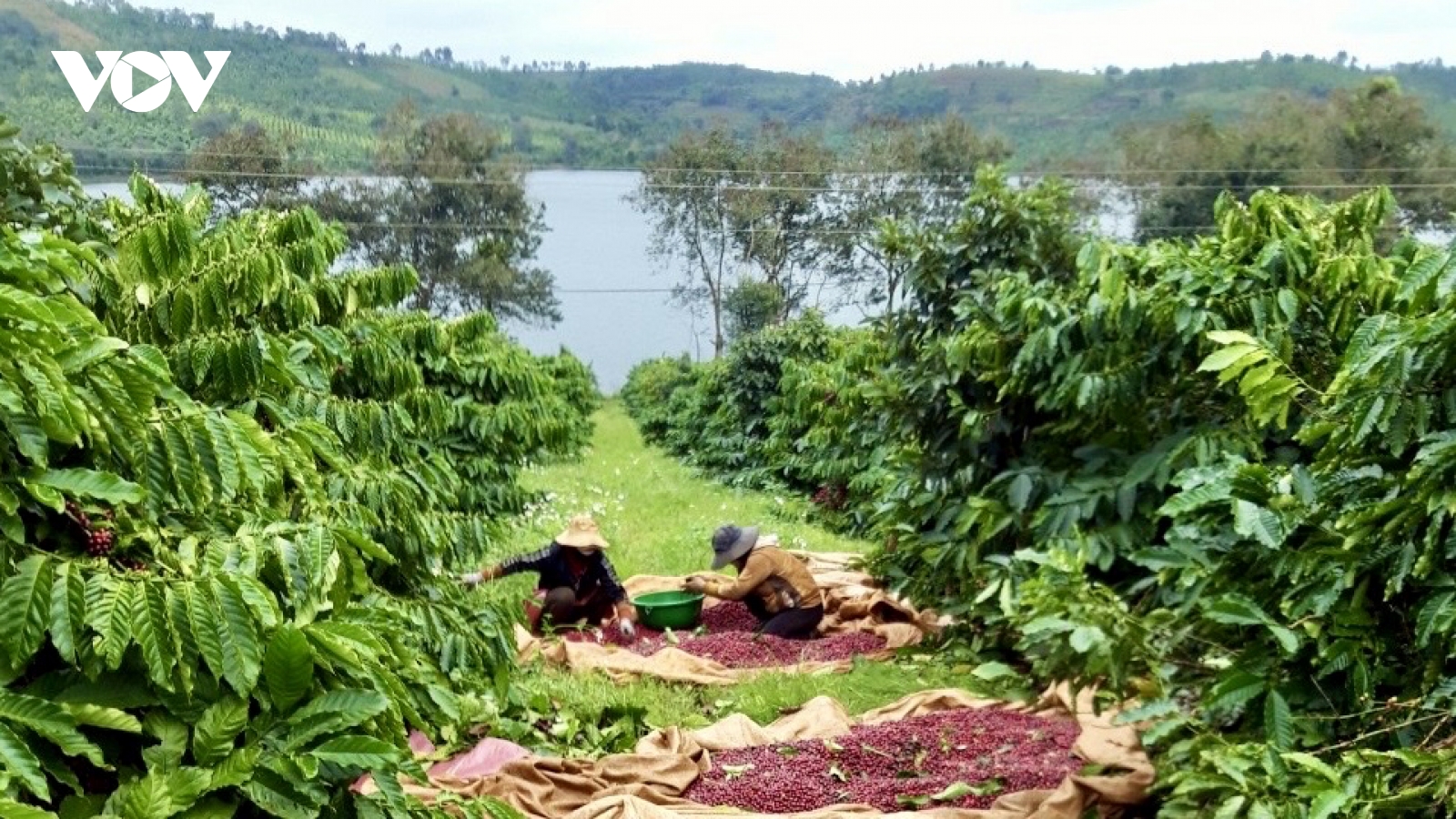 Trồng và chế biến đúng quy trình, Đắk Lắk tìm cách nâng cao chất lượng cà phê