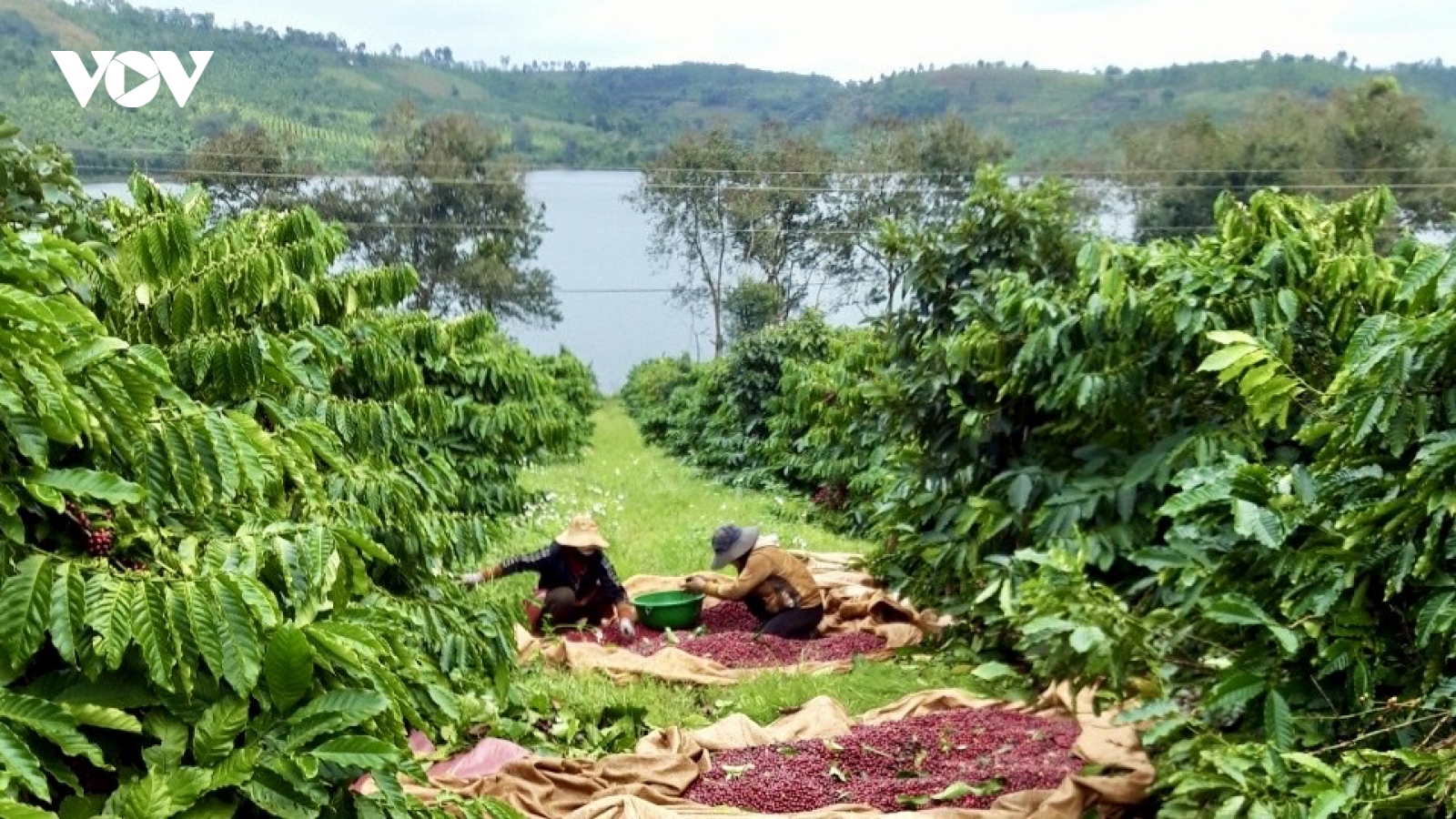 Giá cà phê hôm nay 25/8: Giá cà phê trong nước trung bình ở mức 123.900 đồng/kg