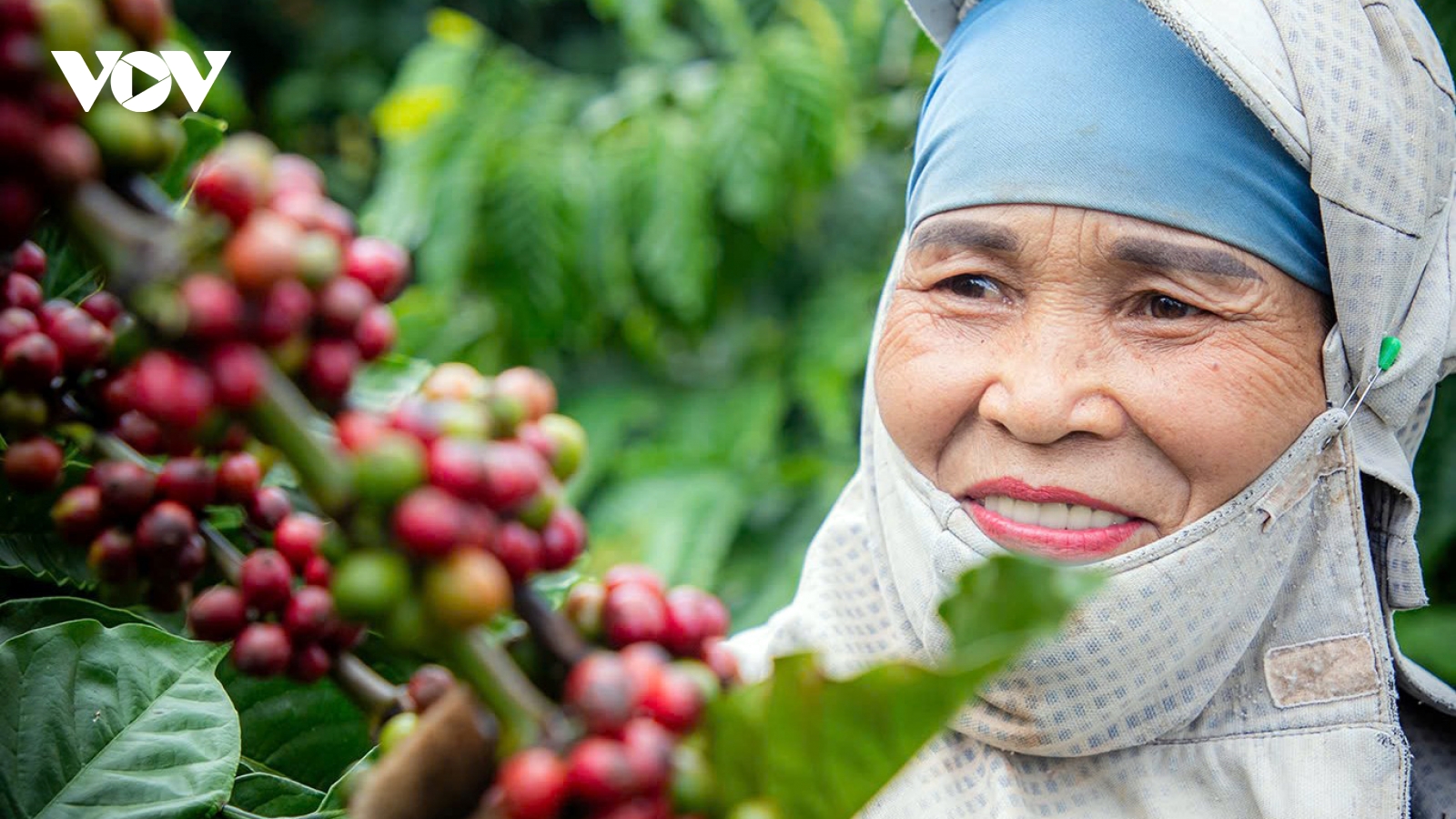 Giá cà phê hôm nay 27/11: Giá cà phê trong nước tiếp đà tăng mạnh 1.700 đồng/kg