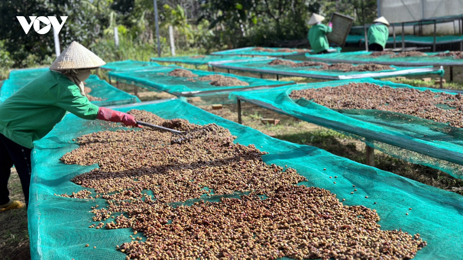 Giá cà phê hôm nay 24/10: Giá cà phê trong nước cao nhất 118.500 đồng/kg
