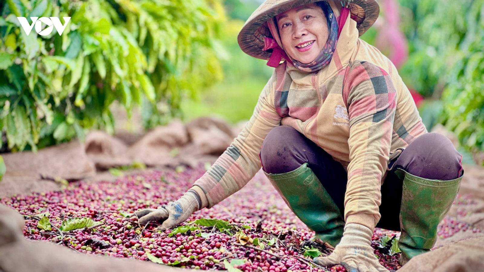 Mồ hôi, nụ cười trong mùa cà phê giá cao kỷ lục ở Tây Nguyên