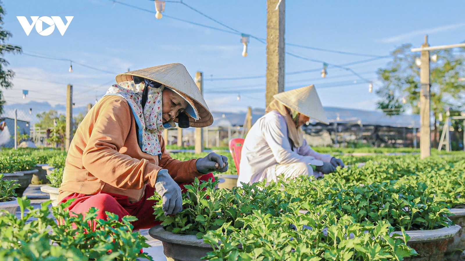 Nông dân Đà Nẵng tất bật vào vụ hoa Tết