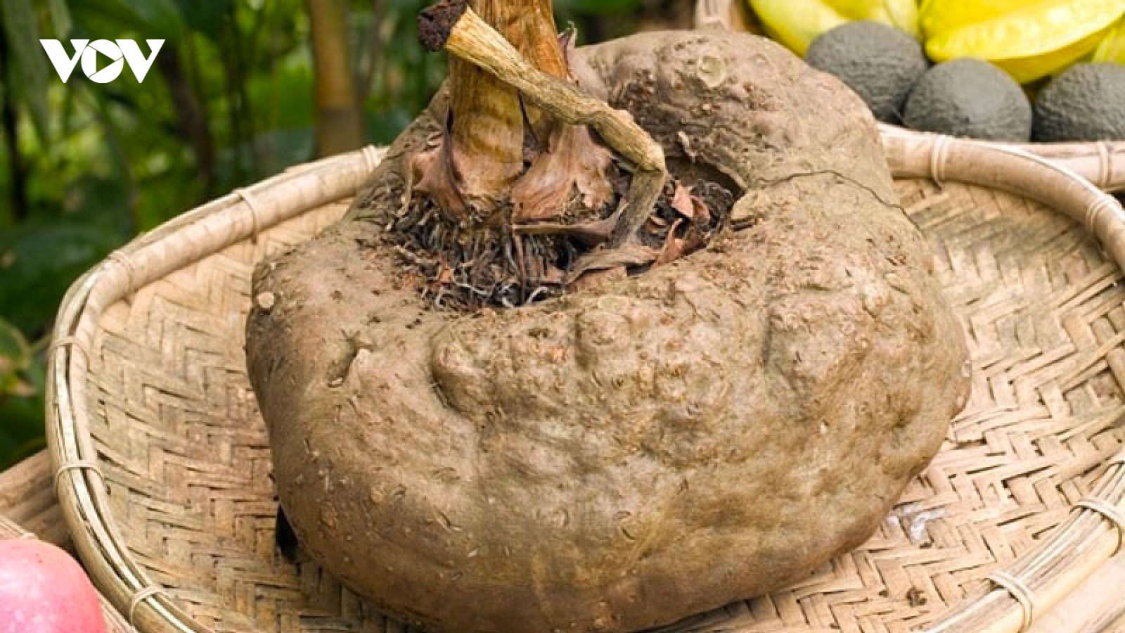 Củ “độc” ở Việt Nam lại là đặc sản giá trị ở nước ngoài