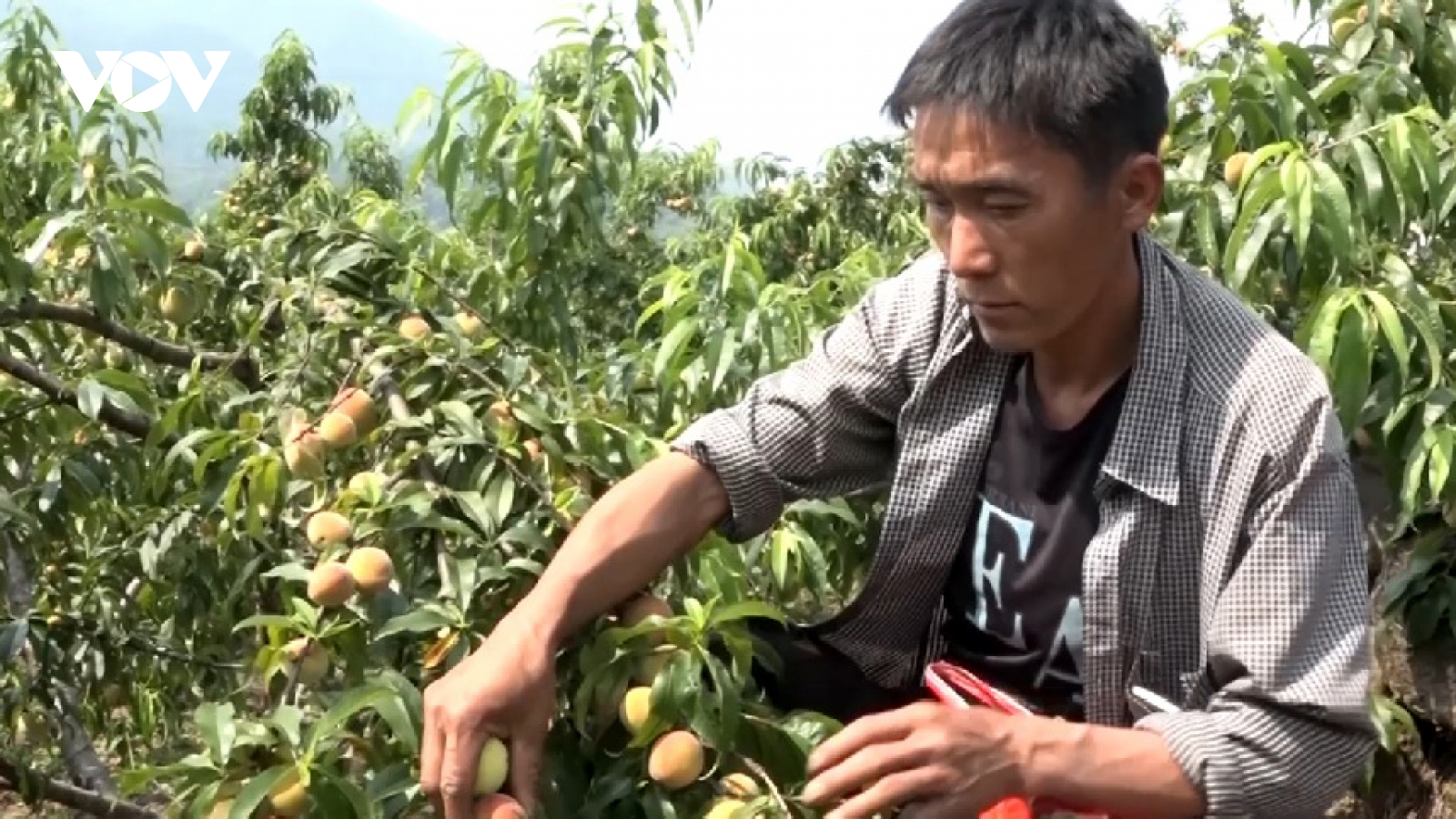 Cây ăn quả ôn đới khẳng định giá trị kinh tế trên đất dốc Lai Châu