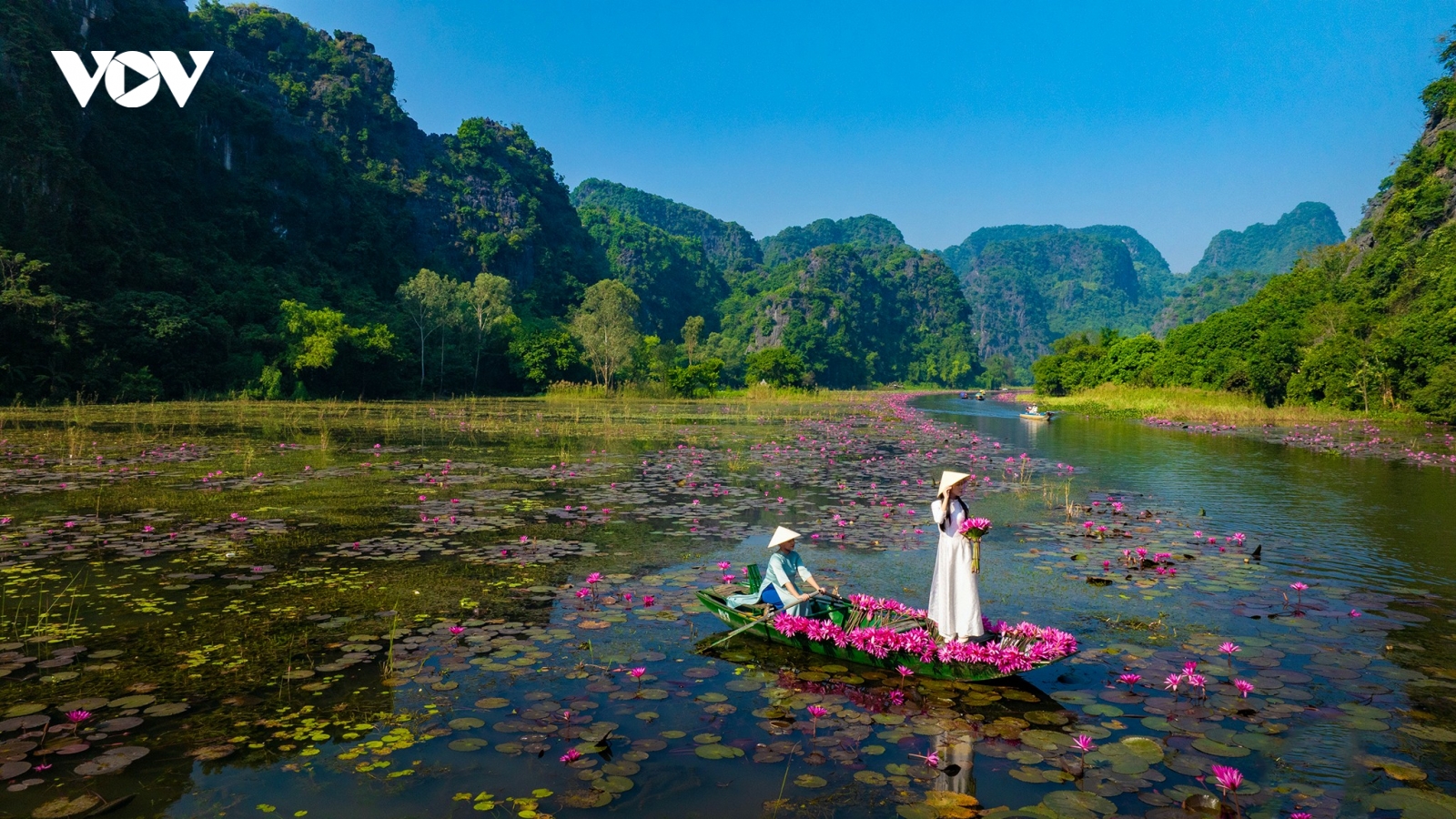 Tam Cốc đẹp tinh khôi mùa hoa súng nở rộ