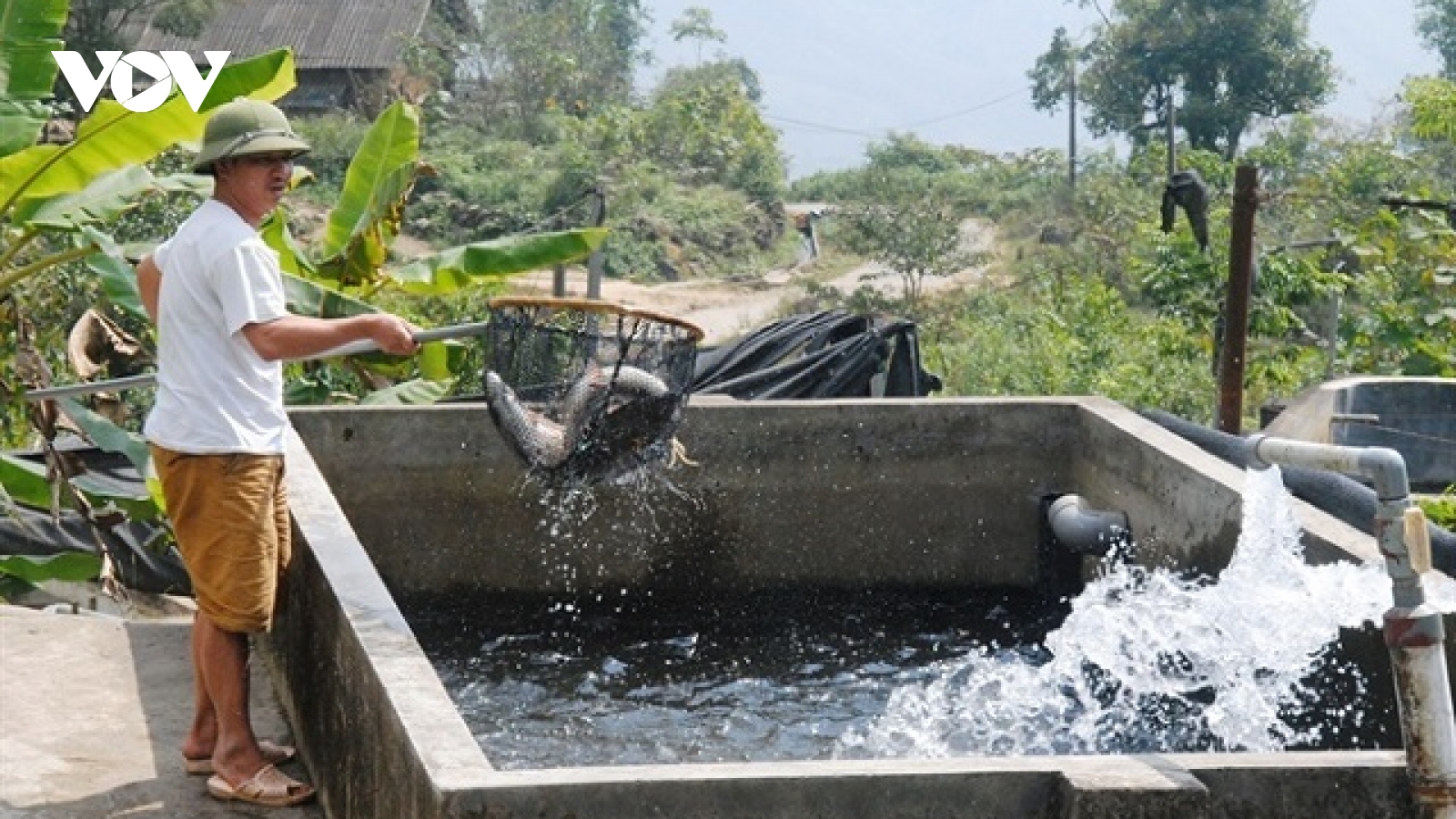 Hiệu quả kinh tế cao từ nghề nuôi cá nước lạnh