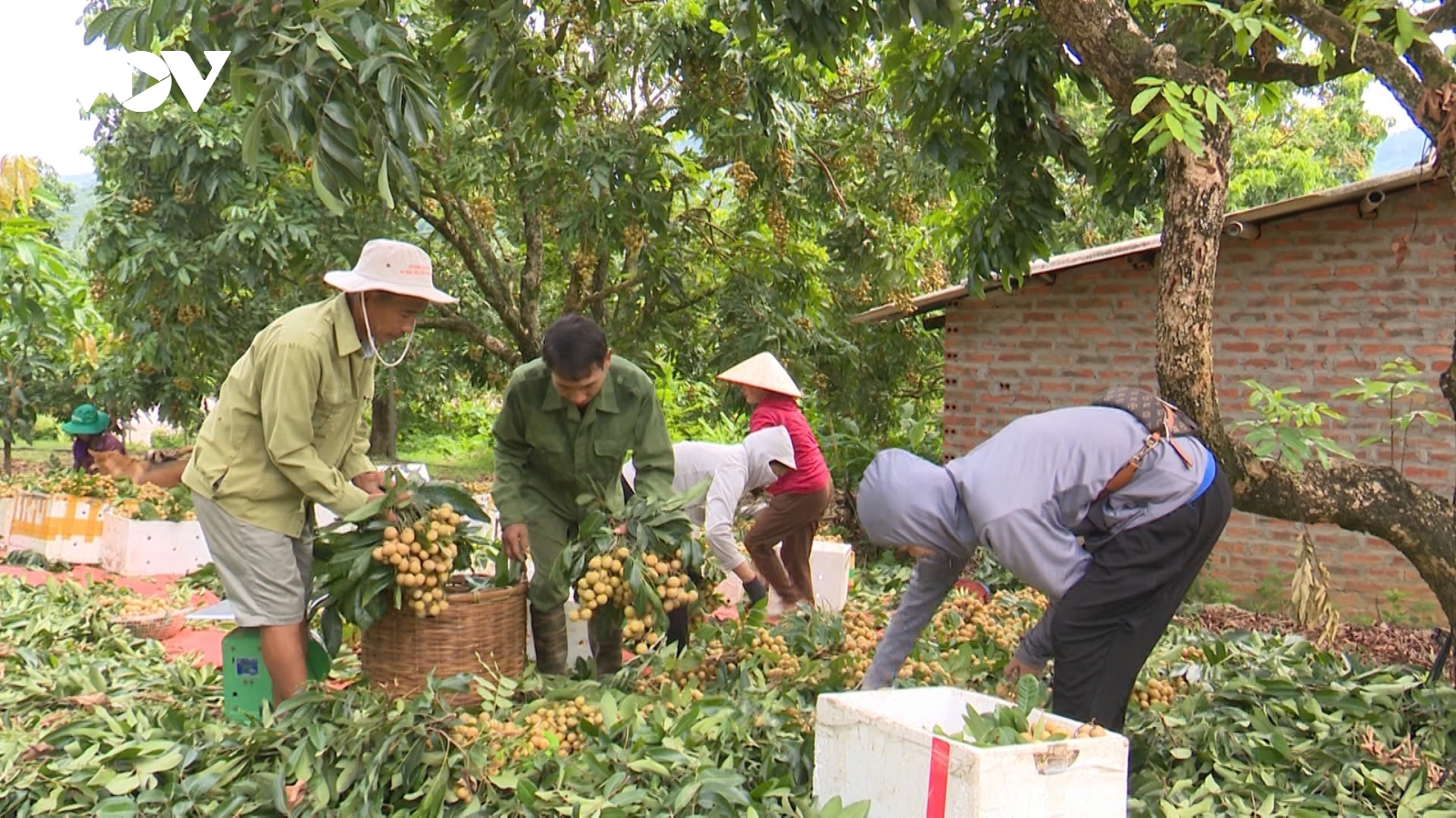 Sông Mã xoá nghèo từ trồng cây ăn quả