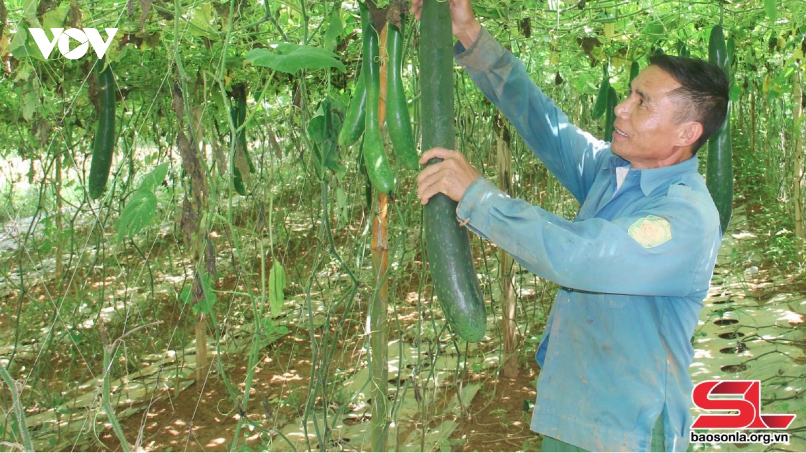 Thu nhập cao từ sản xuất rau, quả an toàn