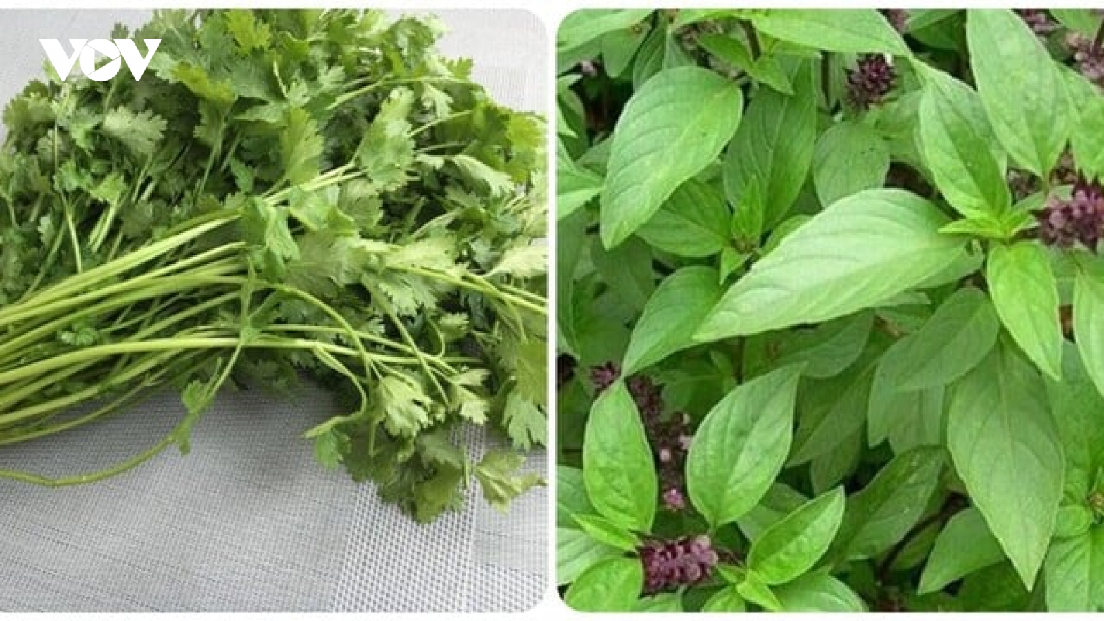 7 loại rau thơm tốt cho sức khoẻ nên ăn thường xuyên