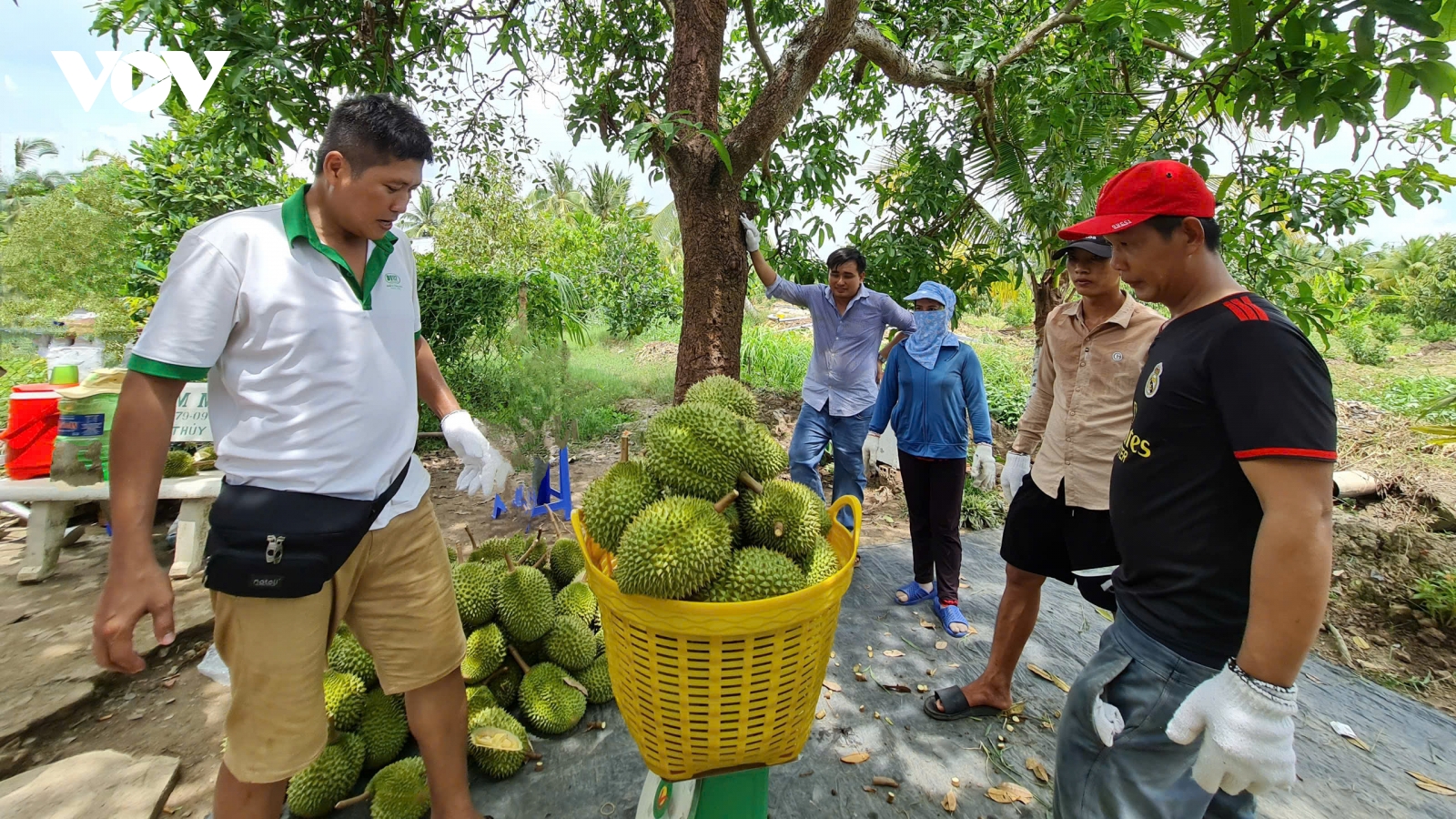 Sầu riêng tăng giá kỉ lục, nhà vườn bội thu