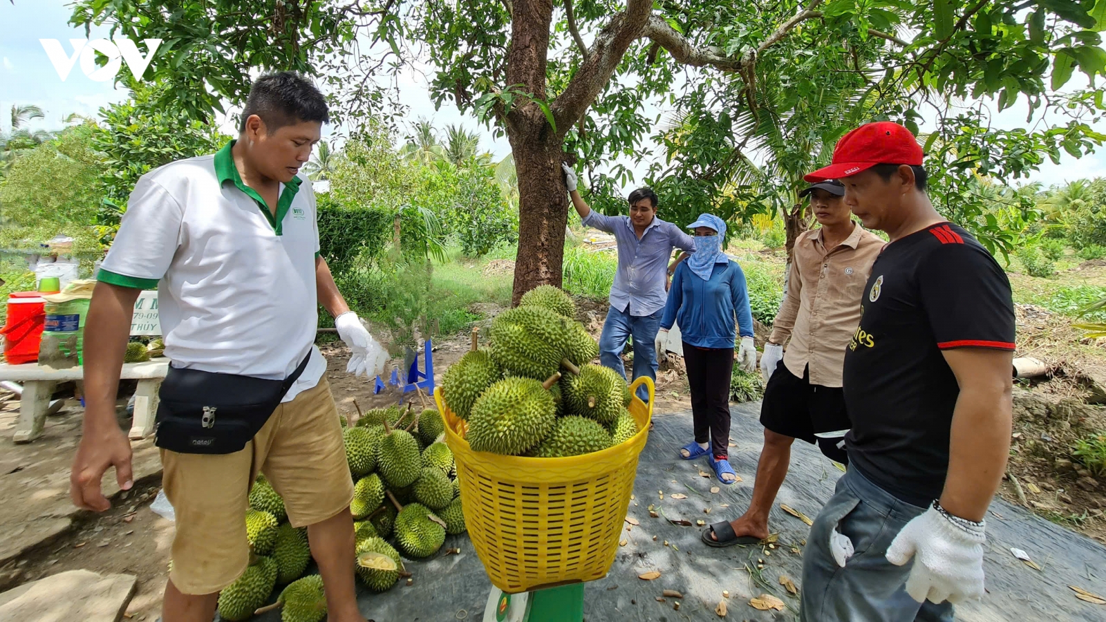 Sầu riêng tăng giá kỉ lục, nhà vườn bội thu