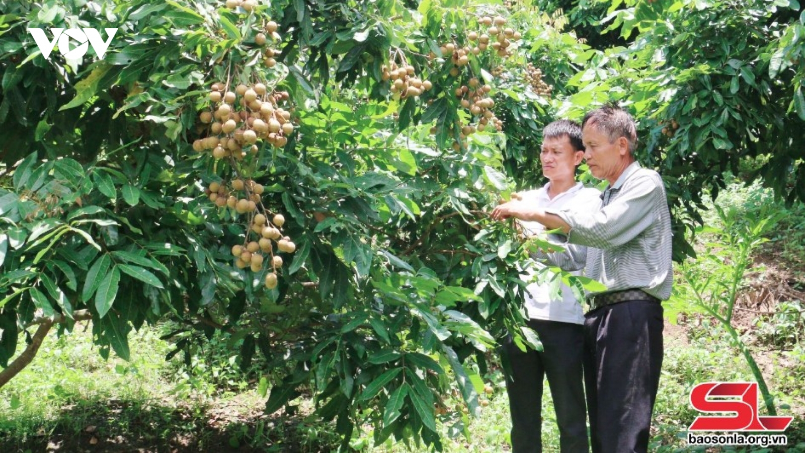 Nhân rộng các mô hình kinh tế hiệu quả ở Sơn La