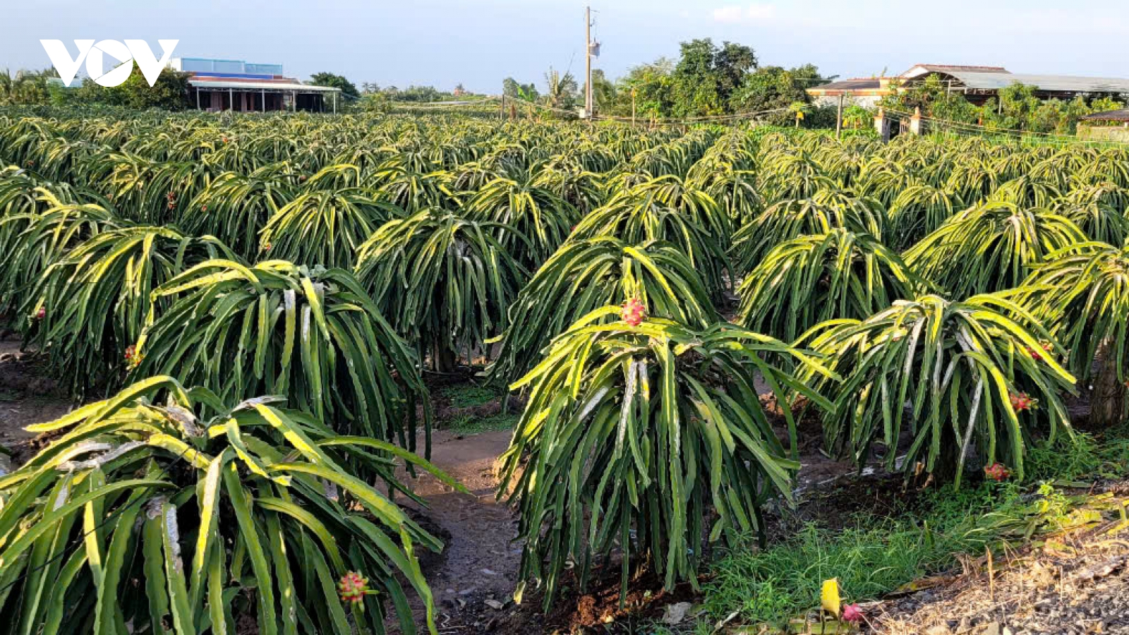 Tiền Giang cần cải tạo vườn cây thanh long đang “xuống cấp”