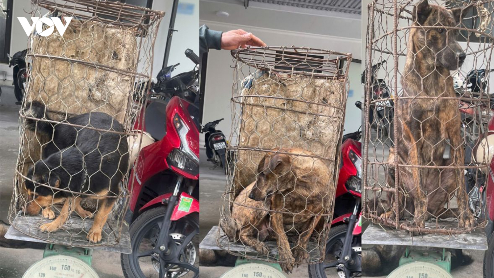 Nóng 24h: Bắt giữ nhóm đối tượng một tháng trộm hơn 100 con chó