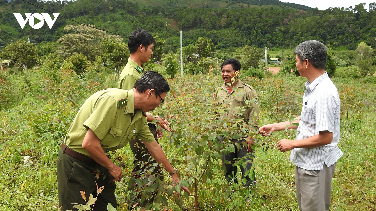 Kon Tum vượt mục tiêu trồng rừng sớm hơn 1 năm