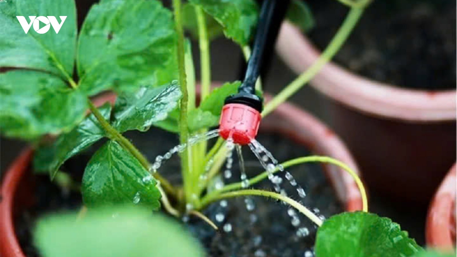 Tuyệt chiêu giúp cây cảnh tự tưới nước khi bạn vắng nhà
