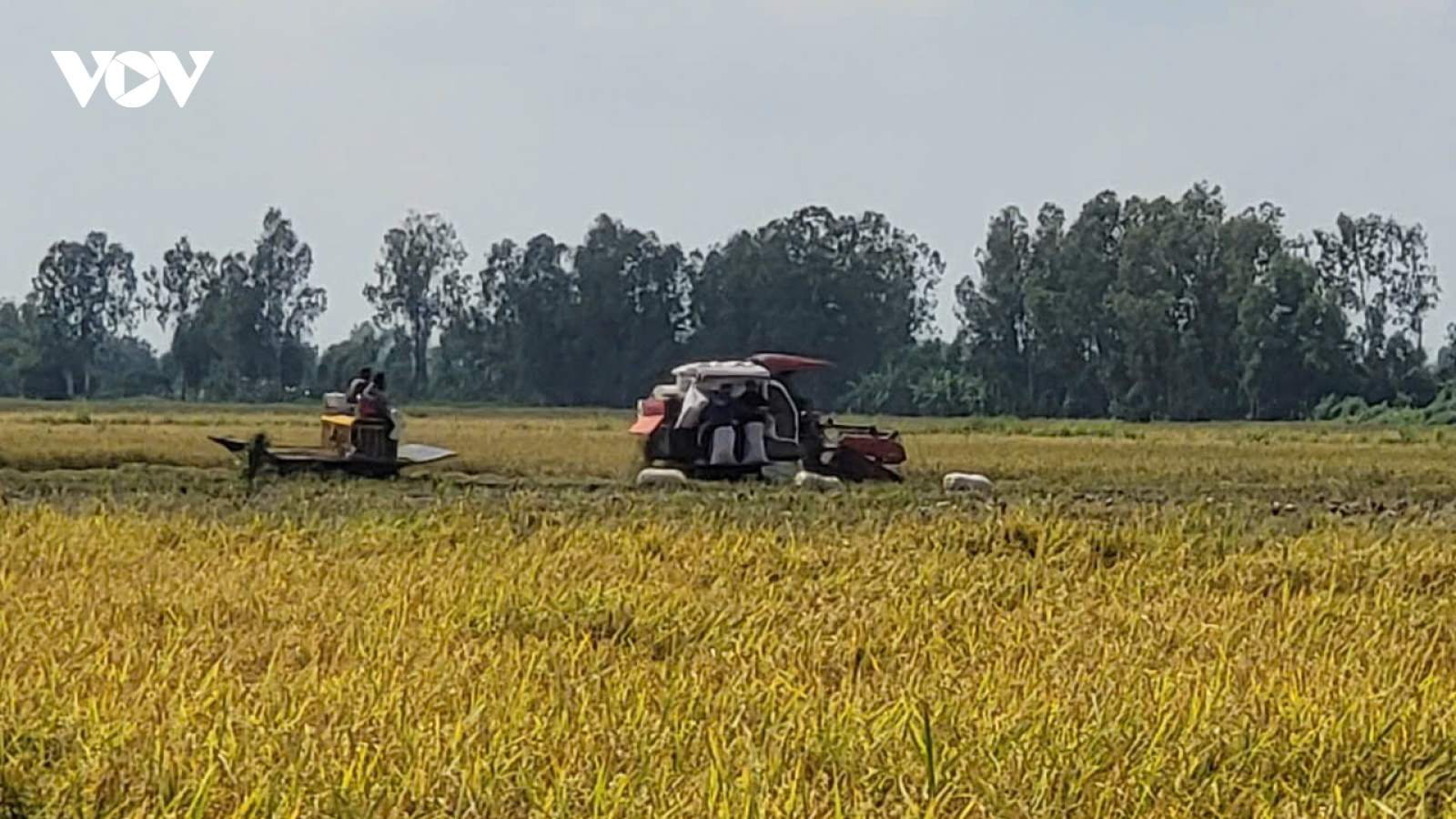 Hậu Giang thu hoạch gần dứt điểm vụ lúa Thu đông