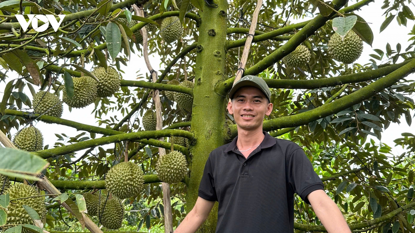 Sầu riêng nghịch vụ thất mùa, nhà vườn thất thu từ cây "tỉ phú"