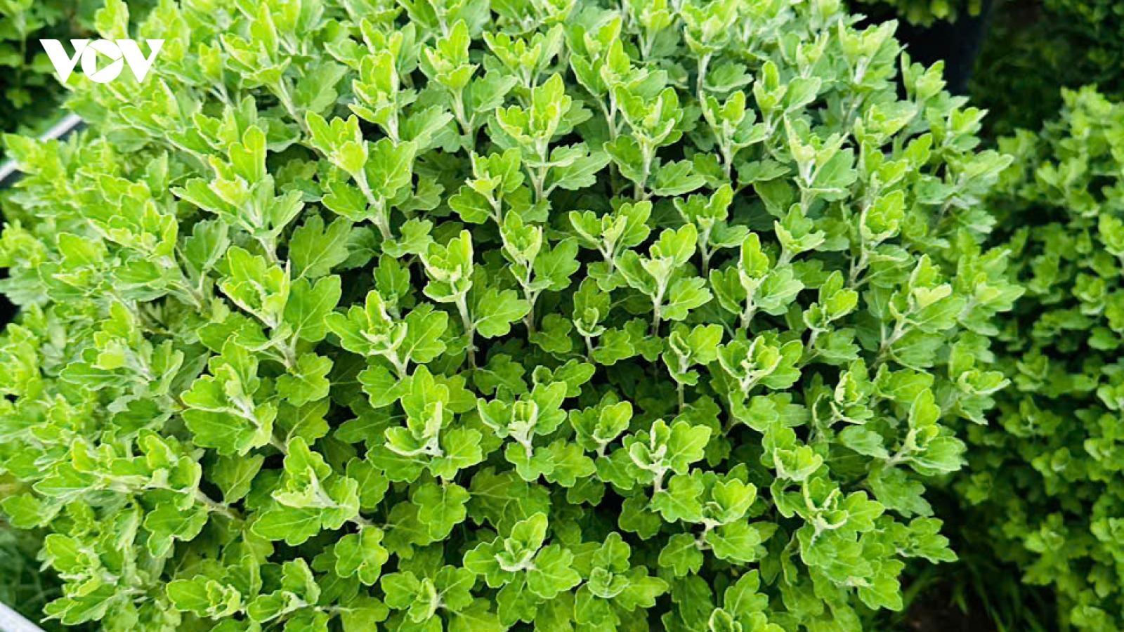 Nhiều diện tích hoa cúc mâm xôi ở Bến Tre chậm ra hoa dịp Tết cổ truyền.