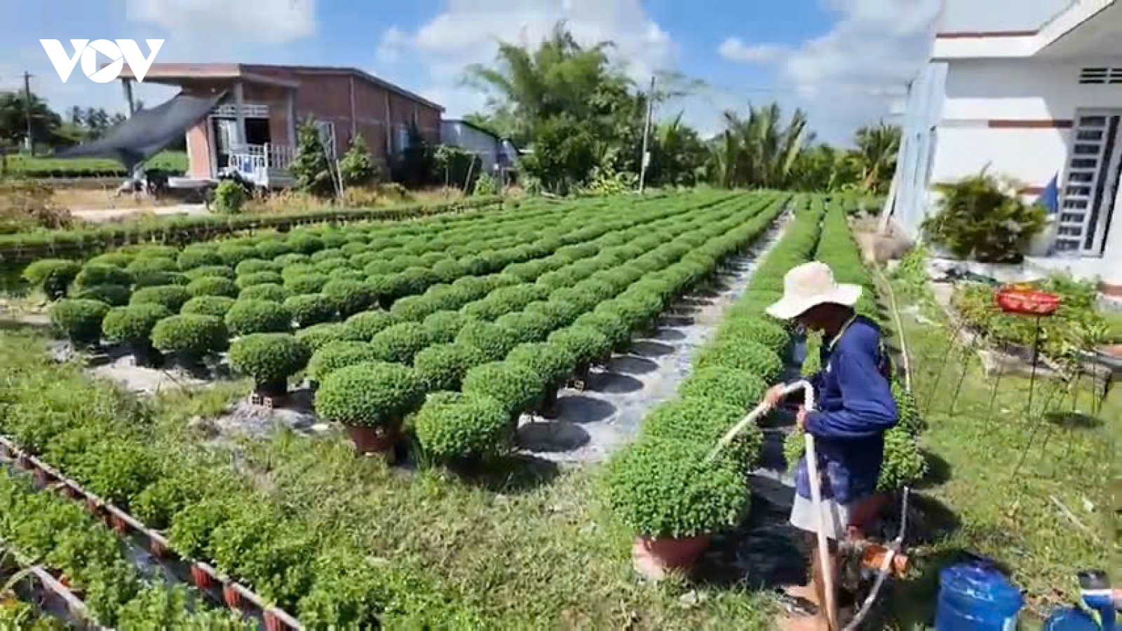 Nhà vườn Chợ Lách "phập phồng" cúc Tết