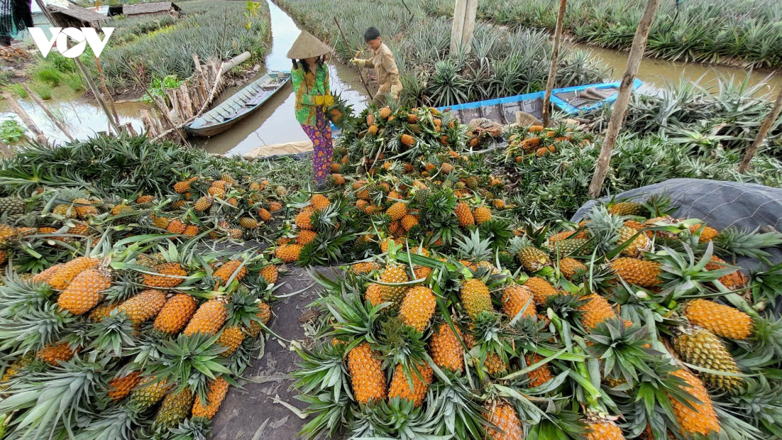 Khóm được mùa, được giá, nông dân Hậu Giang bội thu