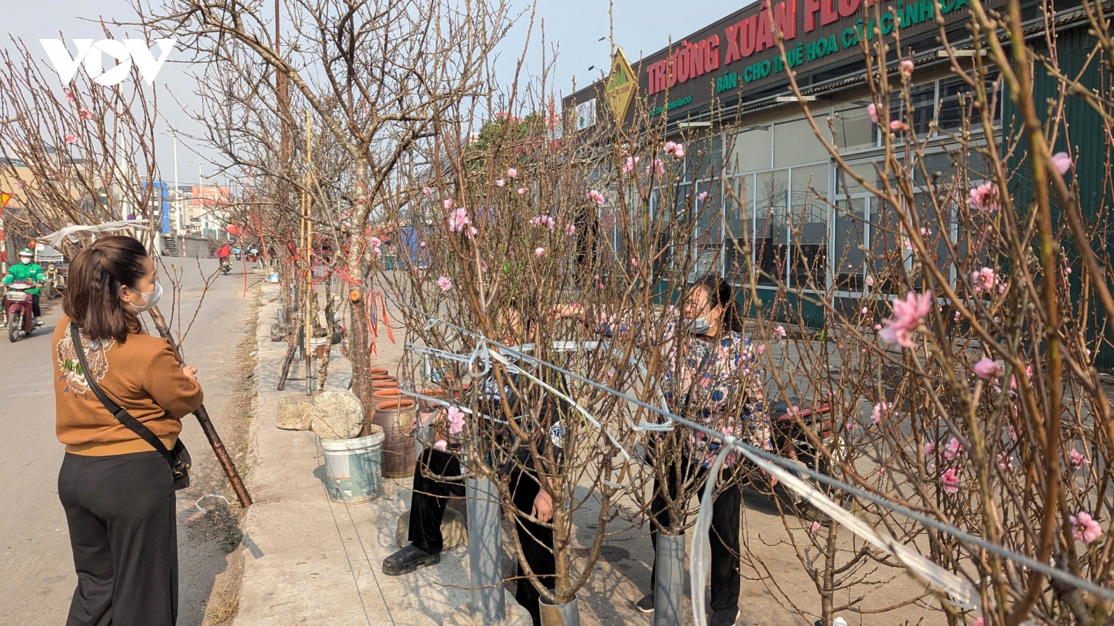 Đào Nhật Tân, đào núi “xuống phố” hút khách chơi Tết sớm
