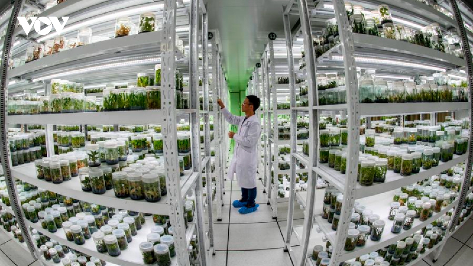 Ngân hàng giống cây trồng Trung Quốc đáp ứng nhu cầu bảo tồn chiến lược 50 năm