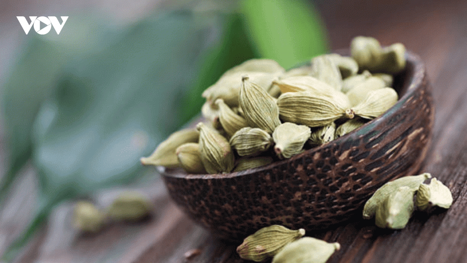 Loại gia vị đắt đỏ thuộc top đầu của thế giới, ở Việt Nam trồng bạt ngàn