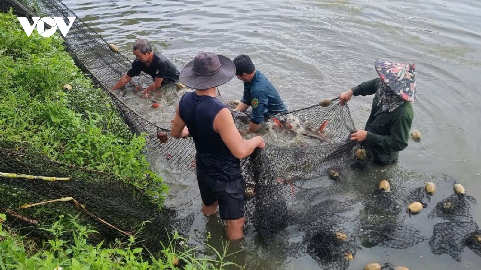 Cá lăng Sêrêpốk vào vụ Tết