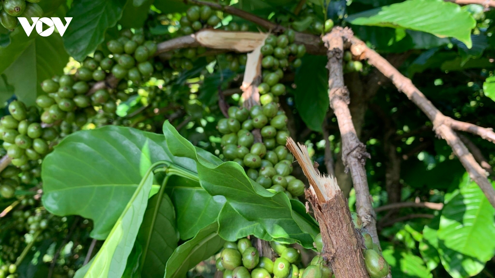 Giá cà phê hôm nay 17/5: Giá cà phê trong nước tăng nhẹ 200 đồng/kg