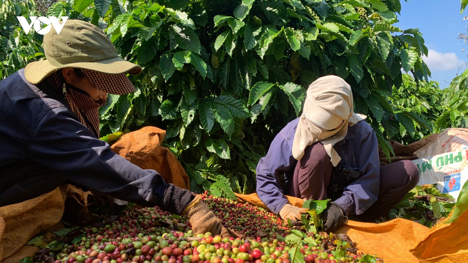 Giá cà phê hôm nay 24/5: Giá cà phê trong nước dao động từ 87.400 - 88.100 đồng/kg