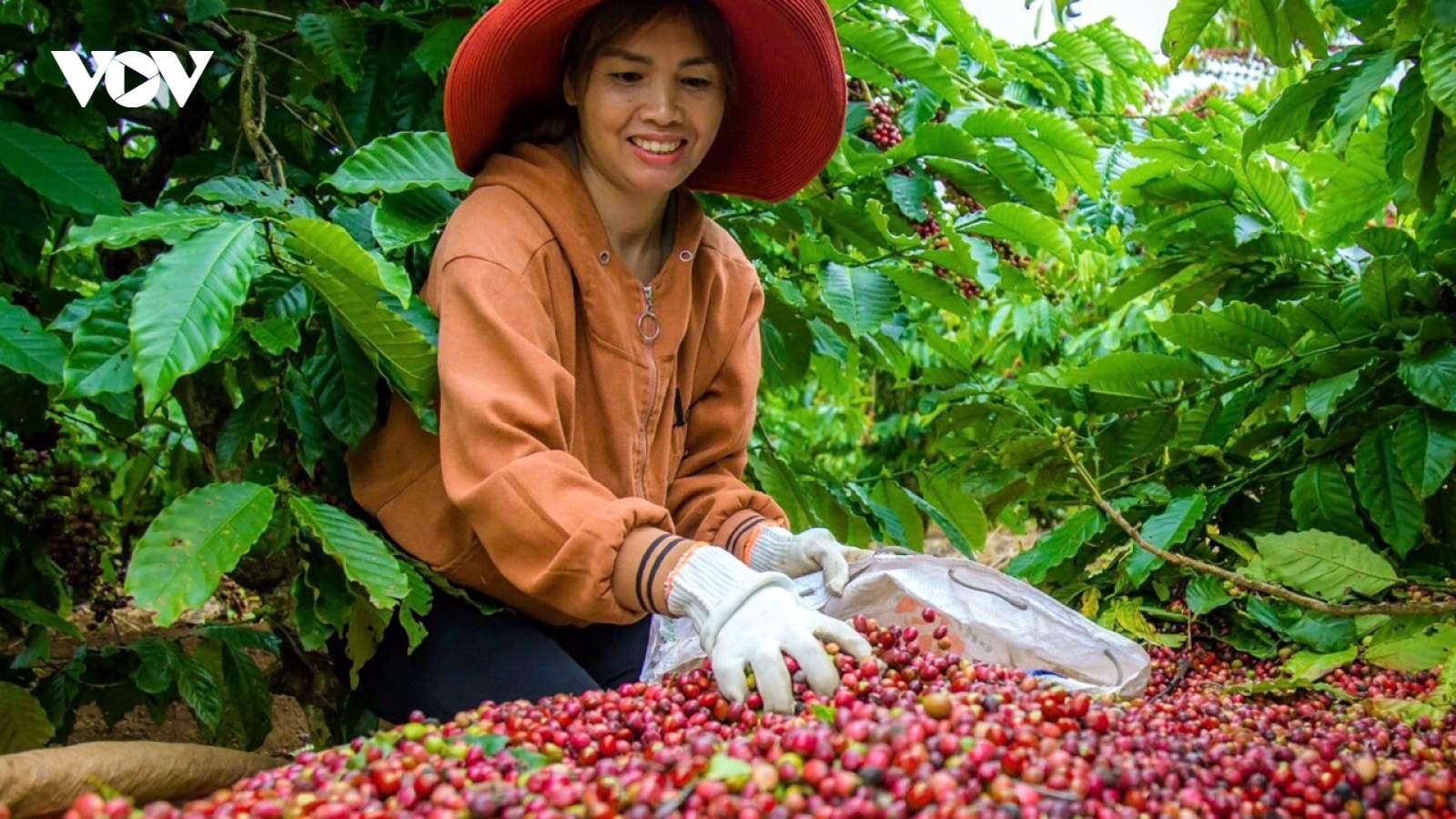 Giá cà phê hôm nay 4/6: Giá cà phê trong nước tiếp tục giảm 1.000 đồng/kg