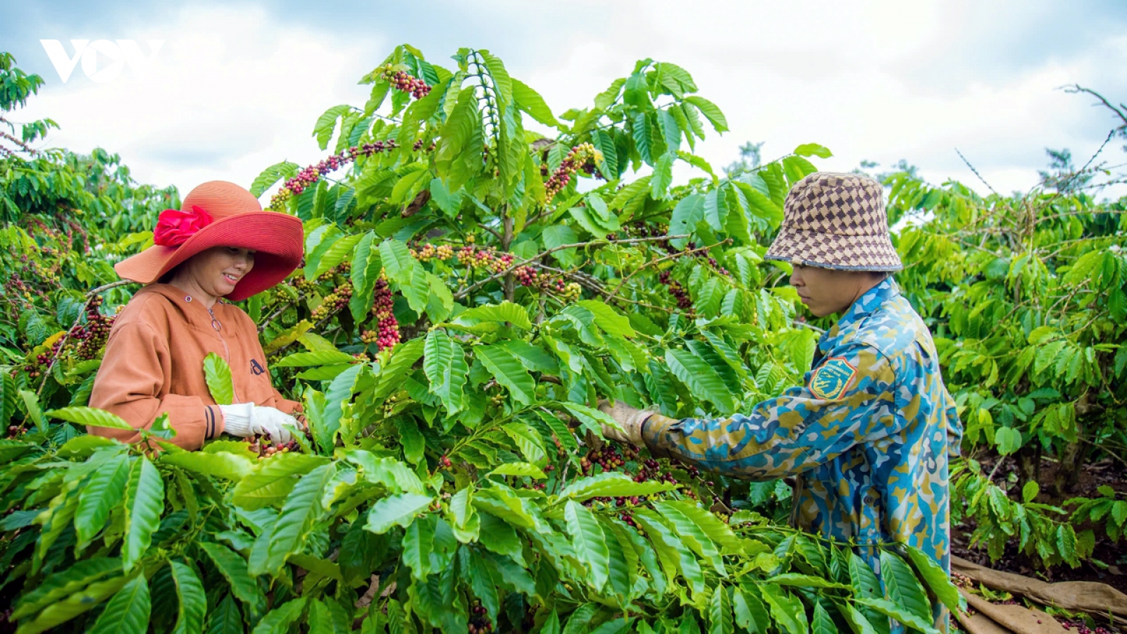 Giá cà phê hôm nay 30/3: Giá cà phê trong nước cao nhất 92.500 đồng/kg